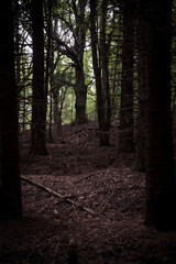 Fototapeta premium exploring the forest near me