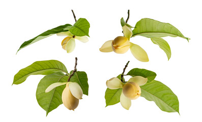 Set of Magnolia liliifera flower with leaves, Egg magnolia flower isolated on white background, with clipping path 