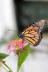 papillon orange et noir