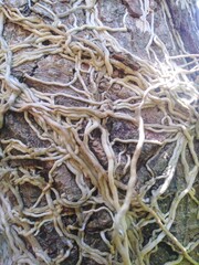 roots of a tree
