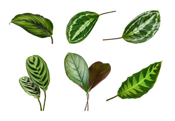 Set of Calathea leaves, Exotic foliage isolated on white background, with clipping path