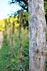 A fence made of wood sticks and barbed wire encloses a private land