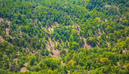 Forest satellite photo - evergreen trees