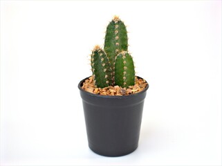 Cactus plants Pilosocereus in black pot isolated on white background ,macro image