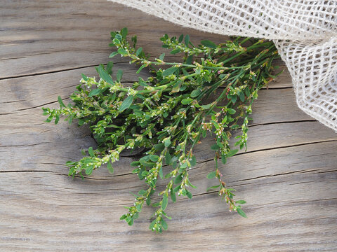 Sprigs of the medicinal plant Polygonum Hydropiper on a wooden stand. Useful herba polygoni avicularis for use in alternative medicine, homeopathy, food and cosmetology