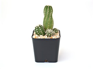 Closeup cactus Hedgehog cacti, Trichocereeae , Echinopsis desert plants in pot with green blurred background ,macro image ,cactus isolated on white background