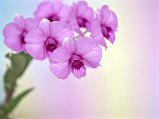 Fototapeta na wymiar Closeup macro petals purple cooktown orchid ,Dendrobium bigibbum pink orchid flower plants and soft focus on sweet pink blurred background, sweet color for card design