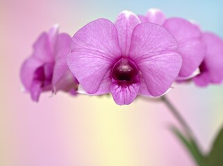 Naklejka na ściany i meble Closeup macro petals purple cooktown orchid ,Dendrobium bigibbum pink orchid flower plants and soft focus on sweet pink blurred background, sweet color for card design