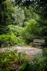 
exploring the forest near me