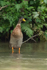 ente, bird, stockente, tier, natur, wasser, wild lebende tiere, wild, schnabel