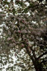 blooming wild apple tree in spring
