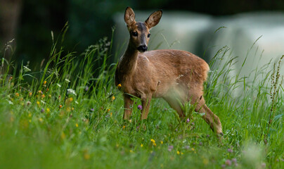 deer, tier, wild lebende tiere, natur, säugetier, kitz, wild, 