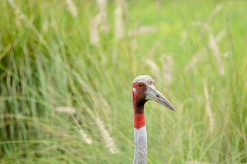 Grus antigone close up of eye