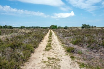 Fototapeta na wymiar Path on the heath in Elspeet in the Netherlands.
