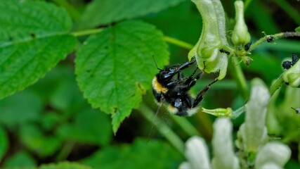 insecta, natur, badgered, makro, käfer, blatt, green, fliege, tier, insecta