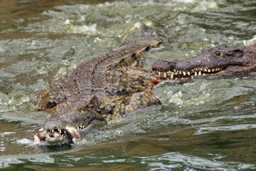 The Nile crocodile (Crocodylus niloticus) two crocodiles remains of prey. Two large crocodiles in the water with remnants of meat.