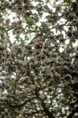 blooming wild apple tree in spring