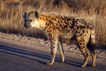 The spotted hyena (Crocuta crocuta), also known as the laughing hyena standing on the road in national park
