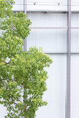 オフィスビルの外壁と街路樹