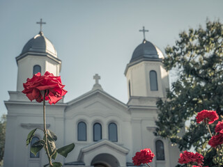 Picture of a red rose with a orthodox church in the background.