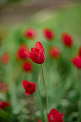 red blooming tulips in spring in the garden