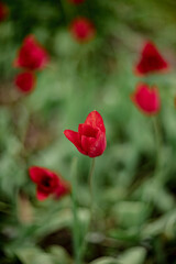 red blooming tulips in spring in the garden