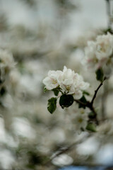 blooming apple tree in spring in the garden