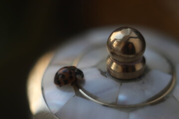 Ladybug on a mother-of-pearl box