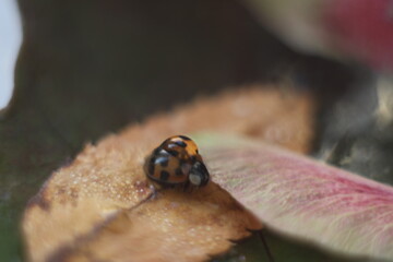 Ladybug with a droplet on the leaves