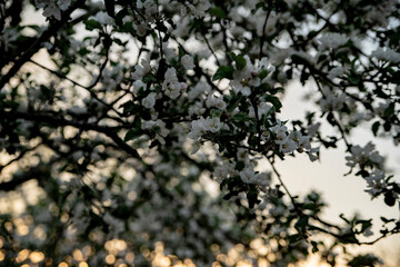 Blooming apple tree in the garden in spring. Evening shooting sunset