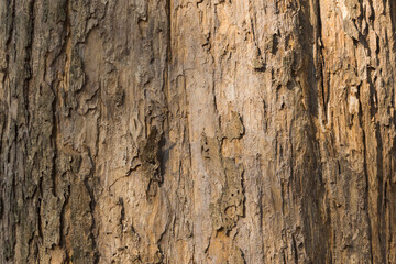 Teak tree bark texture fine quality wood	 - obrazy, fototapety, plakaty