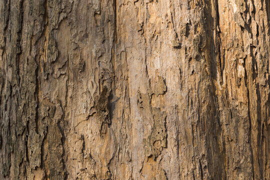Teak tree bark texture fine quality wood	