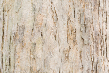 Teak tree bark texture fine quality wood	