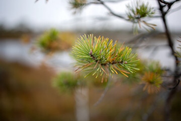 bog pine branch in autumn