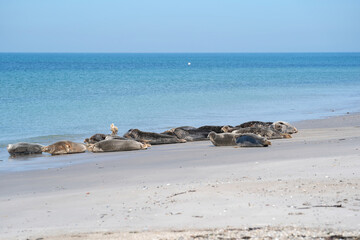 Wild Grey lazy seal colony on the beach at Dune, Germany. Large group with various shapes and sizes of gray seal