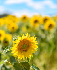 sunflowers in the field with shallow depth of focus on one