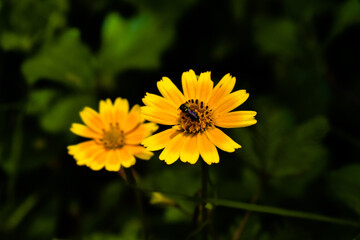 Singapore daisy flower in focus with green leaves all around it. Yellow flowers