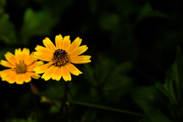 Singapore daisy flower in focus with green leaves all around it. Yellow flowers