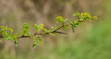 twig of dog rose bush with fresh leaves in spring