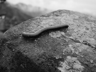 Striped worm on the ground
