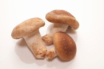 Fototapeta premium なま椎茸