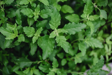 Fototapeta na wymiar Green leaves pattern background. Basil leaf. Natural leaf blurred background and wallpaper. Dark green tone background