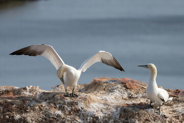 Northern gannet with spreadout wings landing near his mate in a breeding colony at cliffs of Helgoland island, Germany