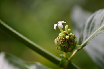 Great morinda, Tahitian noni, Indian mulberry, Beach mulberry