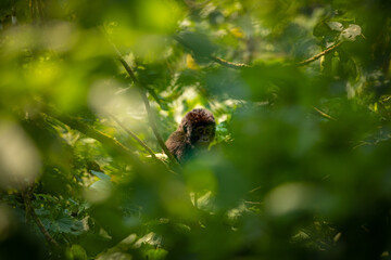 Portrait of a baby mountain gorilla (Gorilla beringei beringei), Bwindi Impenetrable Forest National Park, Uganda.