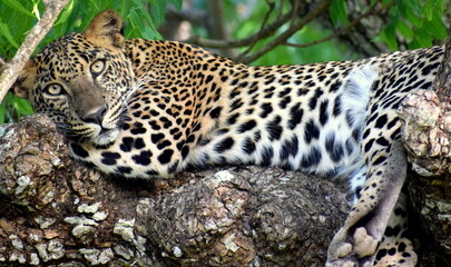 Fototapeta na wymiar leopard on a tree