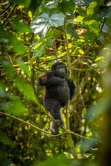 Portrait of a baby mountain gorilla (Gorilla beringei beringei), Bwindi Impenetrable Forest...