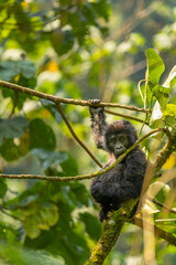 Portrait of a baby mountain gorilla (Gorilla beringei beringei), Bwindi Impenetrable Forest National Park, Uganda.	
