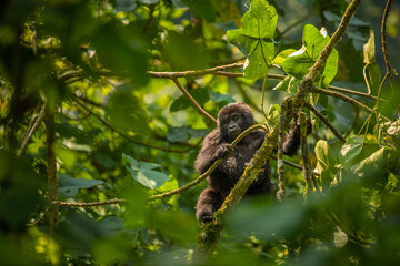 Portrait of a baby mountain gorilla (Gorilla beringei beringei), Bwindi Impenetrable Forest National Park, Uganda.	
