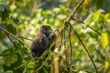 Portrait of a baby mountain gorilla (Gorilla beringei beringei), Bwindi Impenetrable Forest National Park, Uganda.	
